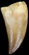 Mosasaur (Prognathodon) Tooth #43287-1